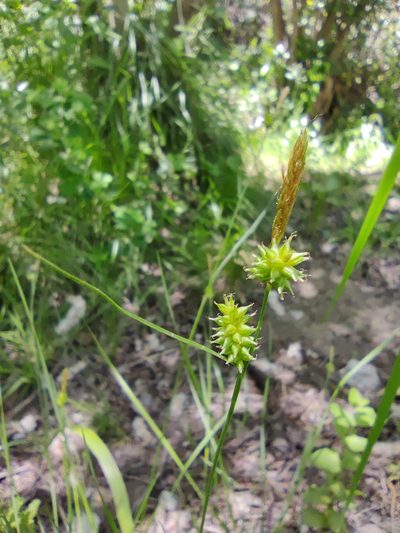 Carex mairei, photographed by Santiago Martín-Bravo