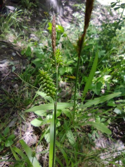 Carex mairei, photographed by Santiago Martín-Bravo