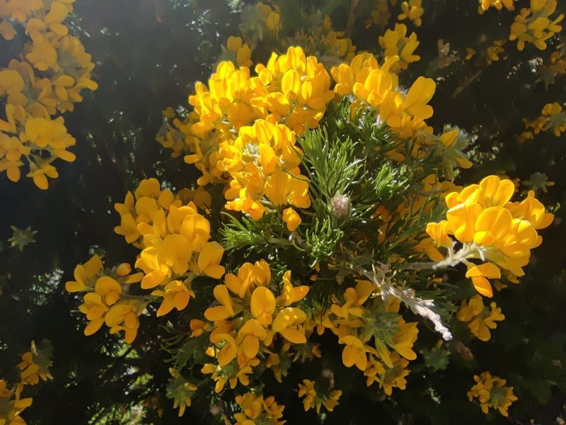 Adenocarpus decorticans, photographed by Santiago Martín-Bravo