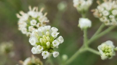 Hymenopappus scabiosaeus, photographed by Chris Hughes