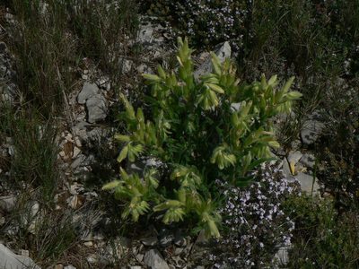 Onosma fastigiata, photographed by Yves Bas