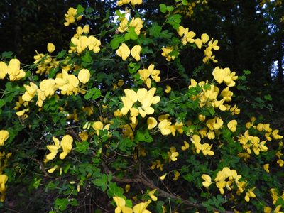 Cytisophyllum sessilifolium, photographed by Nicholas Moray Williams
