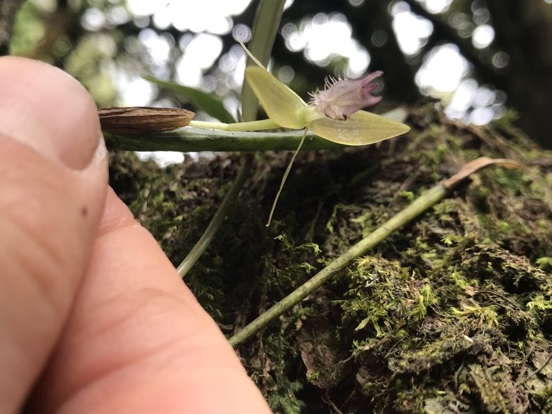 Pleurothallis talpinaria, photographed by Nicolás Baresch Uribe