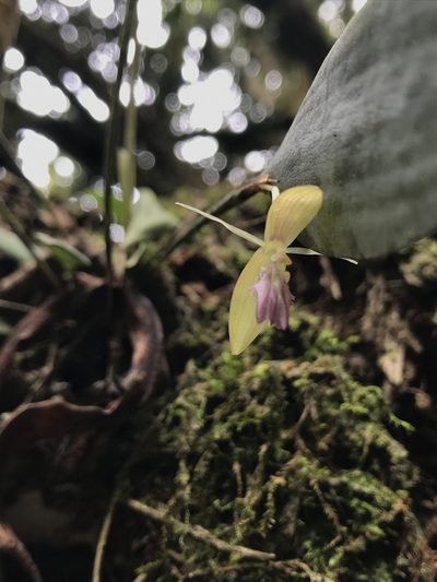Pleurothallis talpinaria, photographed by Nicolás Baresch Uribe