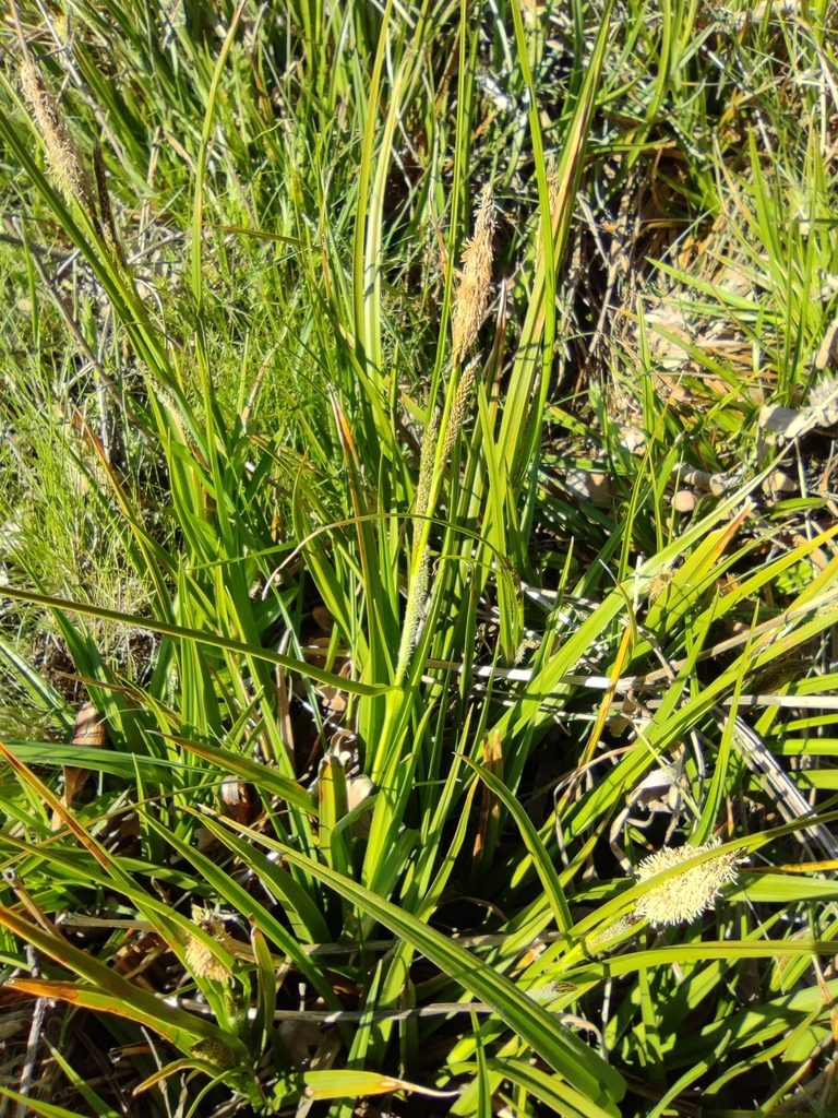 Carex camposii, photographed by Santiago Martín-Bravo