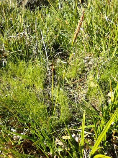 Carex camposii, photographed by Santiago Martín-Bravo