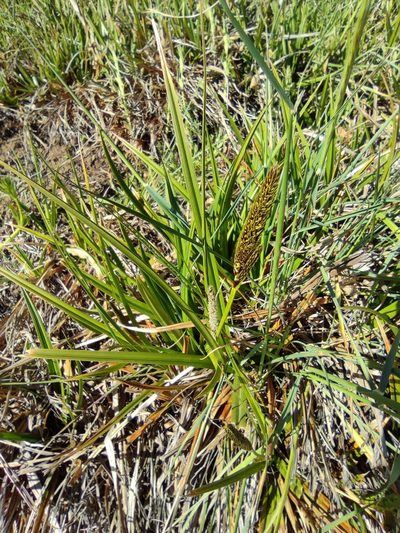 Carex camposii, photographed by Santiago Martín-Bravo