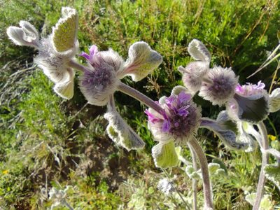 Marrubium supinum, photographed by Santiago Martín-Bravo