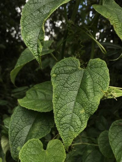 Cayaponia simplicifolia, photographed by Nicolás Baresch Uribe