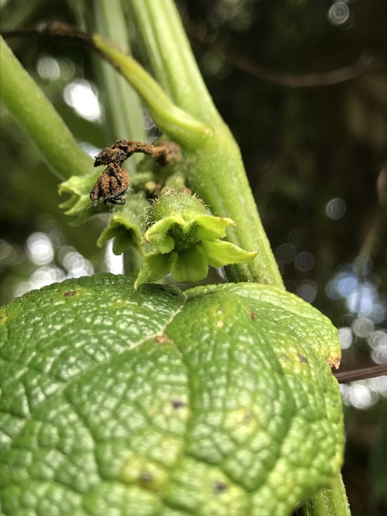 Cayaponia simplicifolia, photographed by Nicolás Baresch Uribe