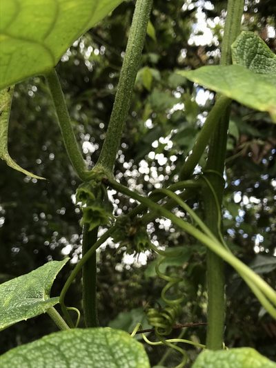 Cayaponia simplicifolia, photographed by Nicolás Baresch Uribe