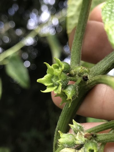 Cayaponia simplicifolia, photographed by Nicolás Baresch Uribe
