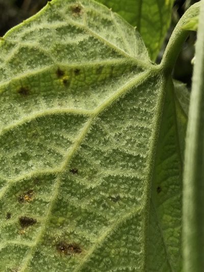 Cayaponia simplicifolia, photographed by Nicolás Baresch Uribe