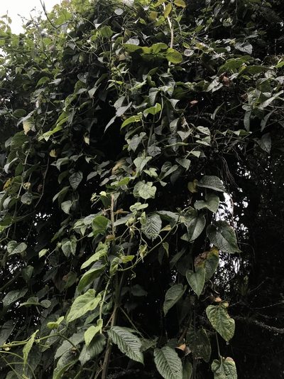 Cayaponia simplicifolia, photographed by Nicolás Baresch Uribe