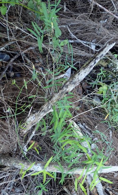 Asparagus volubilis, photographed by Nicola van Berkel