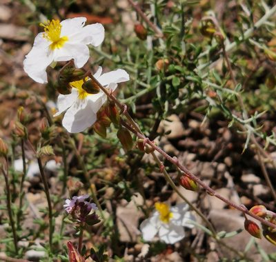 Helianthemum apenninum, photographed by Thomas M