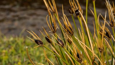 Marsippospermum gracile, photographed by Cara-Lisa Schloots