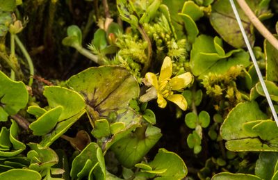 Ranunculus maculatus, photographed by Cara-Lisa Schloots