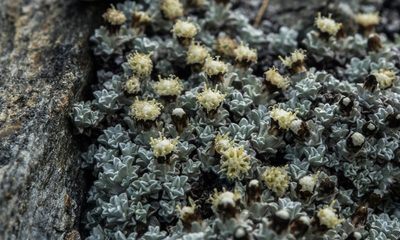 Raoulia apicinigra, photographed by Cara-Lisa Schloots