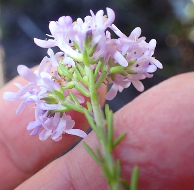 Selago villicaulis, photographed by Nicola van Berkel