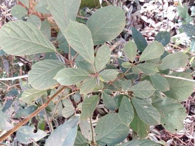 Handroanthus chrysotrichus, photographed by William G. Borges