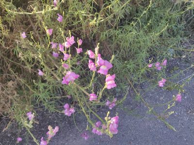 Antirrhinum tortuosum, photographed by Davide Puddu
