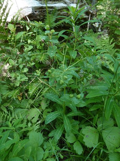 Euphorbia hyberna, photographed by aroche