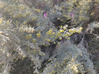 Artemisia arborescens, photographed by Davide Puddu