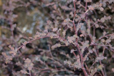 Euphorbia amplexicaulis, photographed by Don Johnston