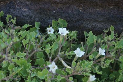 Exodeconus miersii, photographed by Don Johnston