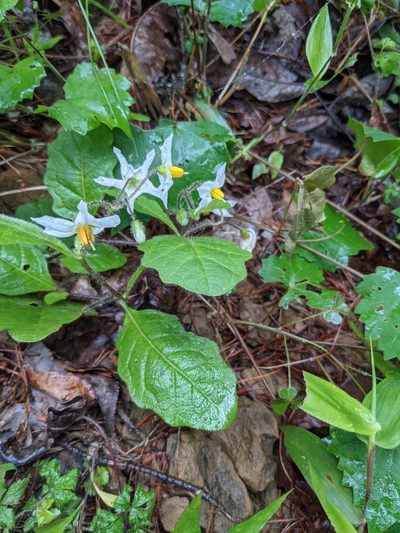 Solanum pumilum, photographed by Briggs Armstrong