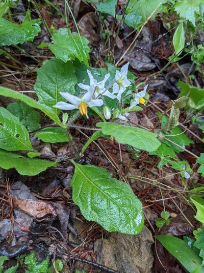 Solanum pumilum, photographed by Briggs Armstrong
