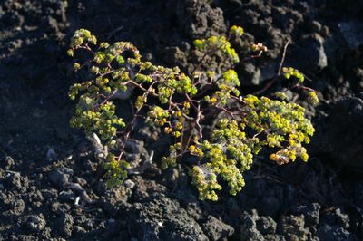 Euphorbia amplexicaulis, photographed by Don Johnston
