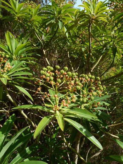 Euphorbia mellifera, photographed by aroche