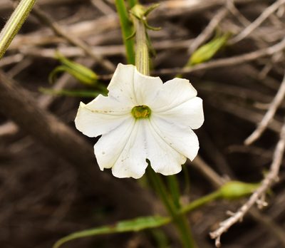 Nicotiana acuminata, photographed by Nicolás Villaseca Merino
