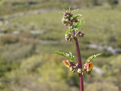 Scrophularia sambucifolia, photographed by Júlio Reis