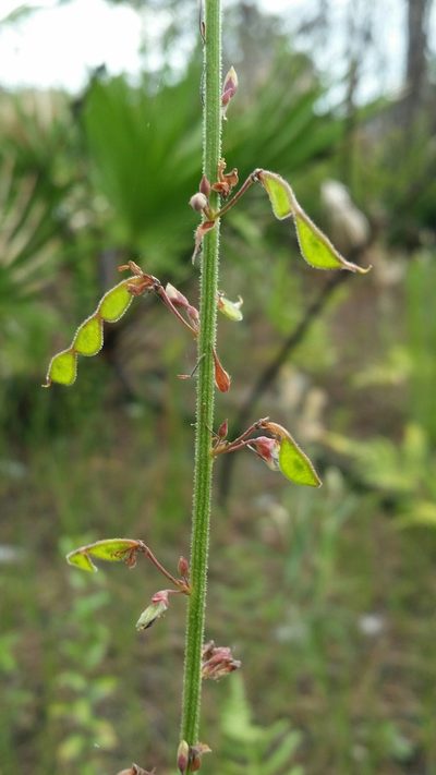 Desmodium floridanum, photographed by Jay Horn
