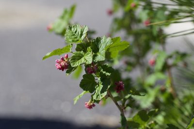 Ribes nevadense, photographed by Arvel Hernandez