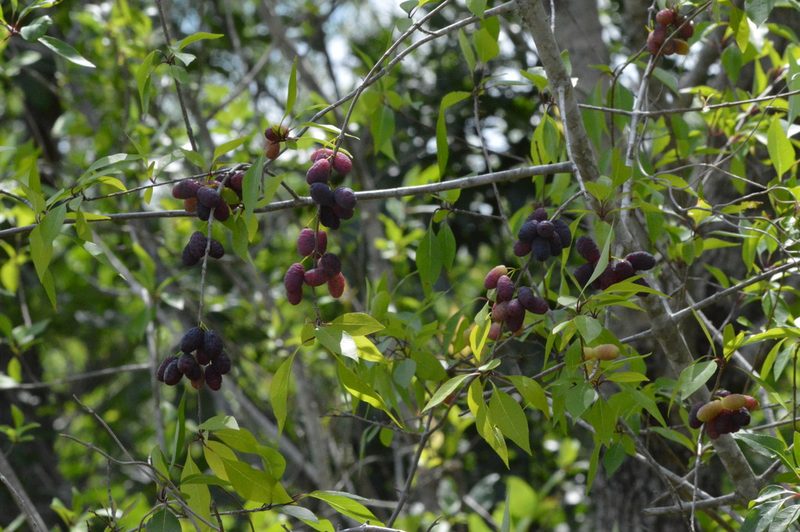 Forestiera acuminata, photographed by Dan Johnson