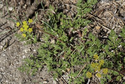 Cymopterus terebinthinus, photographed by Arvel Hernandez