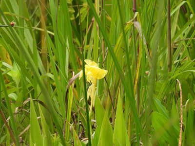 Canna flaccida, photographed by novvictan