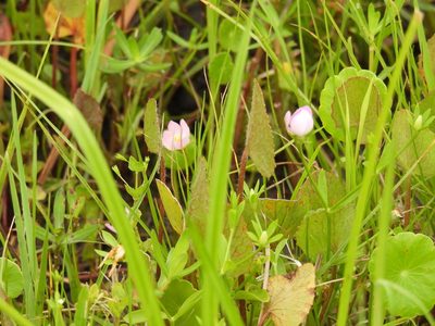 Sabatia calycina, photographed by novvictan