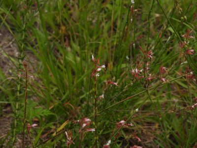 Oenothera simulans, photographed by novvictan
