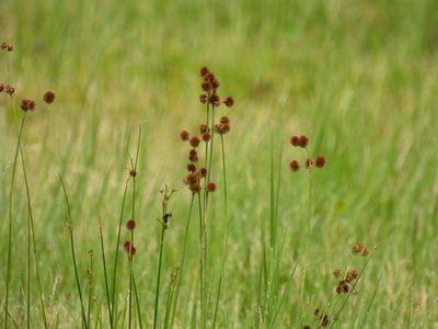 Juncus megacephalus, photographed by novvictan