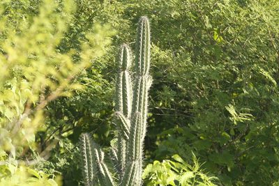 Armatocereus cartwrightianus, photographed by Julien Renoult