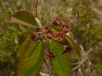 Amelanchier stolonifera