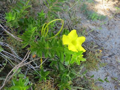 Pentalinon luteum, photographed by Yolanda M. Leon