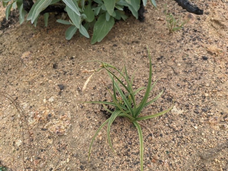 Carex triquetra, photographed by sdash