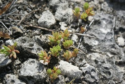 Portulaca rubricaulis, photographed by Yolanda M. Leon