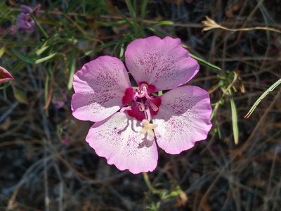 Clarkia cylindrica, photographed by Daniel S.